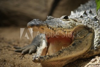 Bild på Cocodrilo al acecho